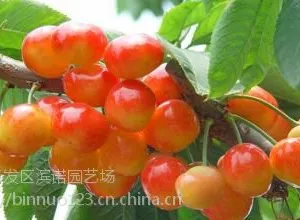 樱桃苗 二年生樱桃树 绿化苗木 红灯 价格电议