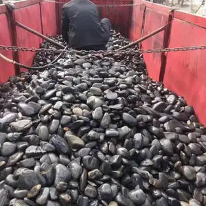 河北张家口大型河滩鹅卵石供应厂家找腾龙石材