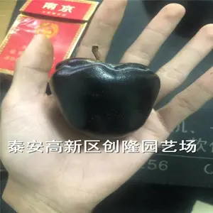 一公分嫁接甜柿子树苗哪里有,甜柿子树苗品种介绍_
