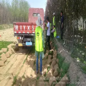 延安草坪种子-5天出芽10天复绿 绿化草坪草籽苗木价格