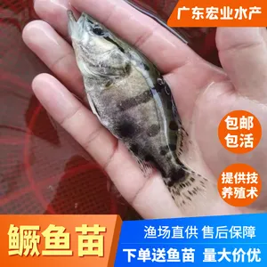 优质本地斑鳜***正宗桂花鱼红纹鳜鱼翘大苗小苗老虎有损包赔