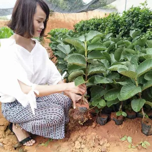 龙华西瓜芭乐苗各类番石榴苗批发大理红宝石芭乐苗 批发