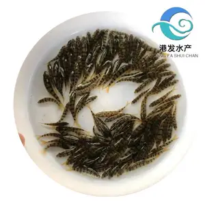 当季鲜活光唇鱼苗出售 高密度养殖小型观赏鱼苗 石斑鱼苗品种