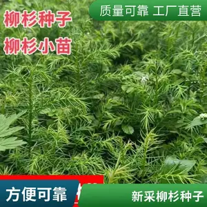 自采柳杉种子 晾晒干燥种仁饱满 柳杉种子 造林苗木种子
