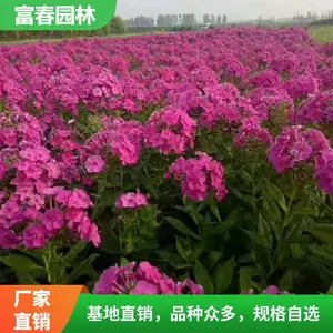 �޸���»�� ���л�̳�̻����̻��� ɫ������ �����Ը� �׳ɻ�