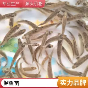七星鲈鱼苗水花批发 成活*** 生长速度快 包运输
