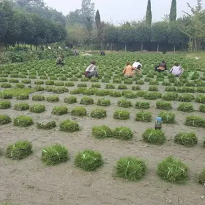 优质混播草坪 四季常青长势均匀 公园庭院铺装 场地绿化铺建实用绿植