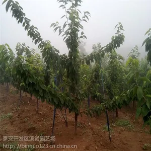 樱桃树苗车厘子树苗盆栽结果 优质樱桃苗 质优价廉
