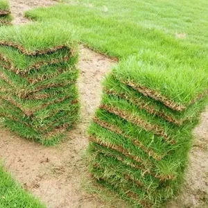 马尼拉草皮 江西抚州草坪砖绿地用的工程草皮***格 ***