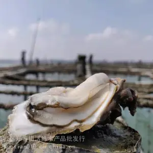 山东乳山生蚝***格表 新鲜生蚝批发多少一斤