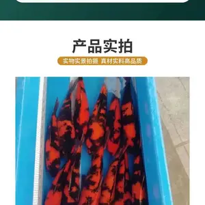 观赏鱼 50公分锦鲤 淡水人工养殖可基地现场挑鱼