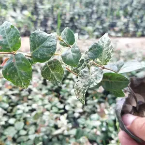 ��Ҷ��ʯ��������_��Ҷ��ʯ����_��Ҷ��ʯ����