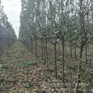 ���ۡ������� �� ��������С�硿6����7����8����10���ֺ��Ļ�
