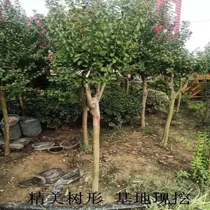 ��ޱ����С������������ޱͥ԰��Ժ��ֲ���պ���׮��Ǩռ������