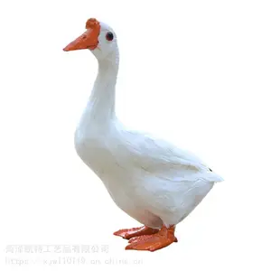 仿真白鹅家禽动物鹅农场动物模型羽毛大白鹅玩偶认知模型摆件