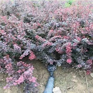 ������ҶС���������� ������ҶŮ�� ��Ҷʯ��������Ǯһ��