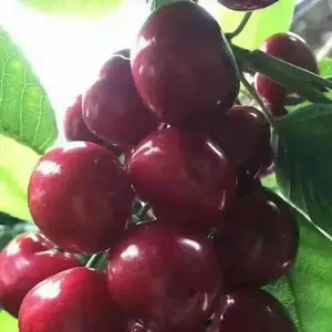 ������������ӣ���� ����ӣ������ ������
