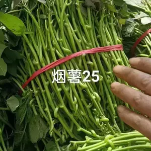 买红薯苗到文杰家庭农场-亩产万斤-普薯32