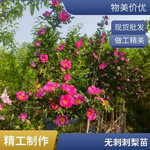 ��ֲ���޴̴��澭��Ч���