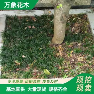 ���س��� 5cm������С�� ͥԺ��ֲ�ر����²� ��·ɫ����ľ