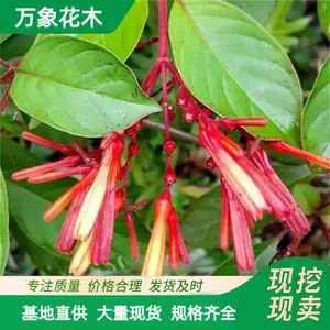 ����ľ��Ӧϣ���� ��Ӧ��ǿ�����ٶȿ� ԰����ֲ���Թ���