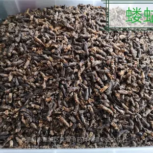中药蝼蛄价格 蝼蛄价格多少钱