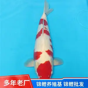 锦鲤观赏鱼鱼苗批发市场 人工养殖可基地现场挑鱼