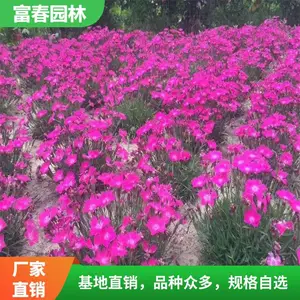 ����ʯ�� ������ֲ ���� ���� ����԰���쾰�����ֲ