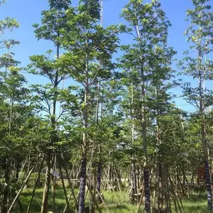 大叶杜英树产地**10-12-15-18-20公分大叶杜英树价格