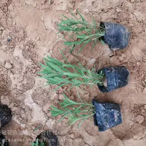 �޸�޹�²���ֲ���� ޹�²���������