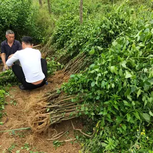 重庆豆腐柴苗、供应斑鸠扎豆腐树苗、批发神仙豆腐树苗