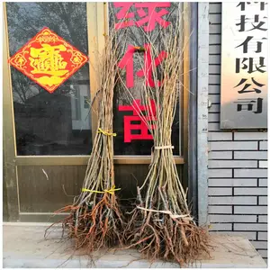 两年板栗嫁接苗批发 0.8公分板栗树苗价格 根系发达 耐寒板栗树苗