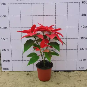 盆栽一品红 品相好 色彩鲜艳 跟圆柱状 喜阳喜温花期长
