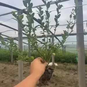 ��ì ԰���̻�С�� ���� ������ ì���� ë�� ���鳣��