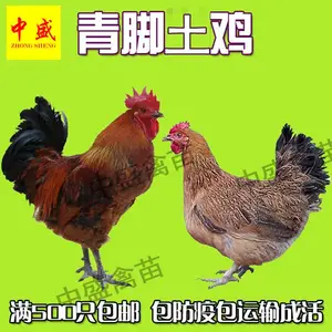 2019广西瑶鸡苗批发|云南贵州青脚土鸡苗价格多少钱一只