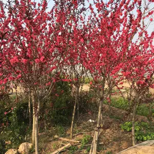 紫叶碧桃 工程苗 红花碧桃 花汇博绿化碧桃