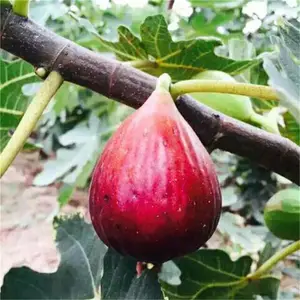 济宁无花果苗多少钱一棵_无花果花图片
