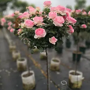 �������¿���״�¼������ļ����� ��֭��̨ ͥԺ�������Դ�������