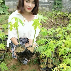 百色木瓜苗批发 可地栽盘栽 庭院盘栽种植钦州 水果木瓜苗批发