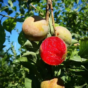 ���ţ����������Ʒ�� �����������繩����
