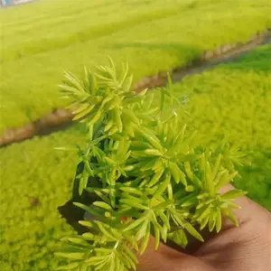 ���Գ��۷�ײ� ���µر�ֲ�� �ͺ� �����ݶ��̻���
