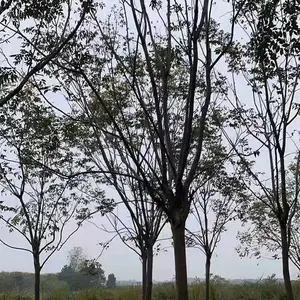 行道绿化树栾树 大小规格齐全长势茂盛根系发达