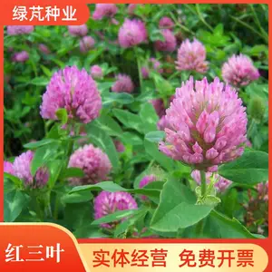 红三叶种子车轴草 三叶草种子矮生耐阴园林景观绿化草种籽