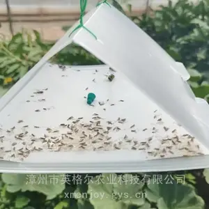 番茄潜麦蛾诱捕器 番茄麦蛾诱捕器 番茄潜叶蛾诱捕器
