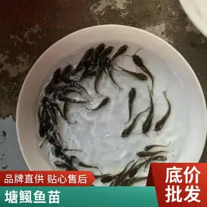 鲲腾水产 一等塘角鱼苗 高成活 胡子鲶鱼 皇妃一代塘鲺鱼苗耐低氧