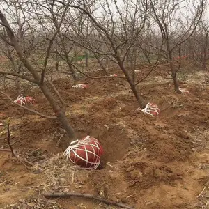 出售大规格梨树=10公分梨树产地+15公分梨树价格+20公分大梨树报价