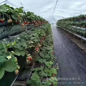 蔬菜种植防草布 ***抑草土工布 透气渗水地布支持定制
