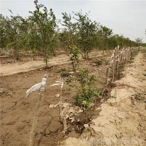 5����ʯ������Ʒ�ֽ��� ����***����ʯ���� ����