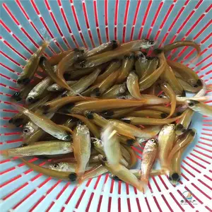 ��˿������***ǿ ��̬��ֳ�������ȫ������