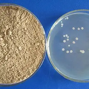 新疆枯草芽孢杆菌哪个好 值得信赖 山东得和明兴贸易供应